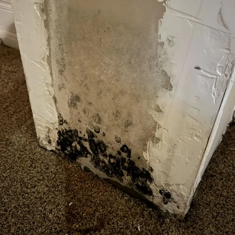 Professional Mold Removal in Mitchell County, NC